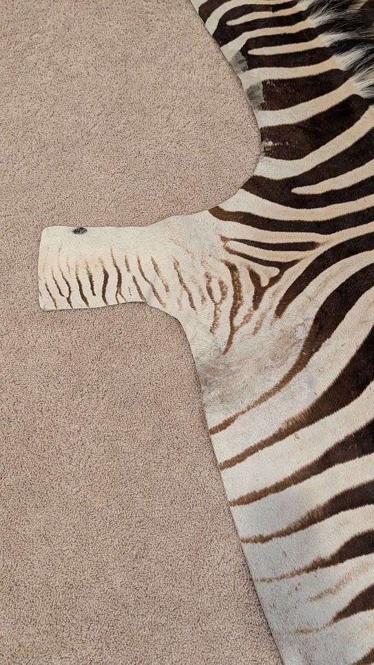 Genuine Zebra hide/ Zebra skin/ Zebra rug - South African Burchell 's Zebra