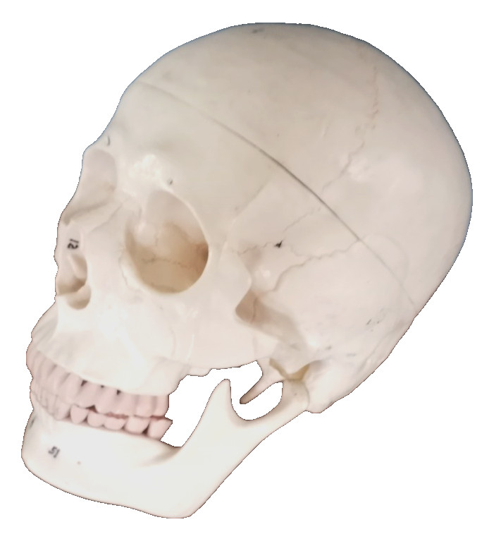 Anatomy - Human  Skull lModel