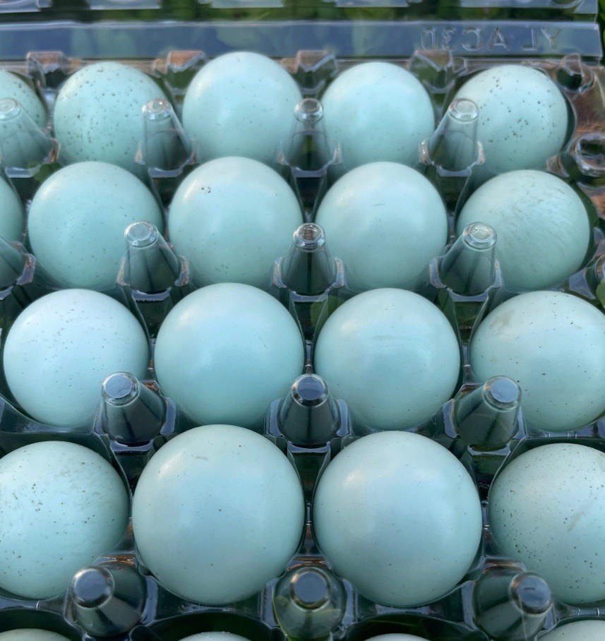 48 Celadon Blue Coturnix Quail Hatching Eggs - 100% BLUE