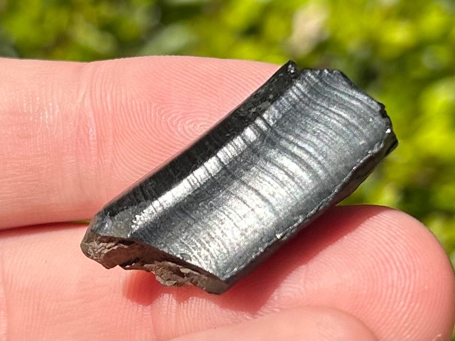 Fossil Giant Armadillo Tooth Holmesina Pleistocene Ice Age Mammal Florida