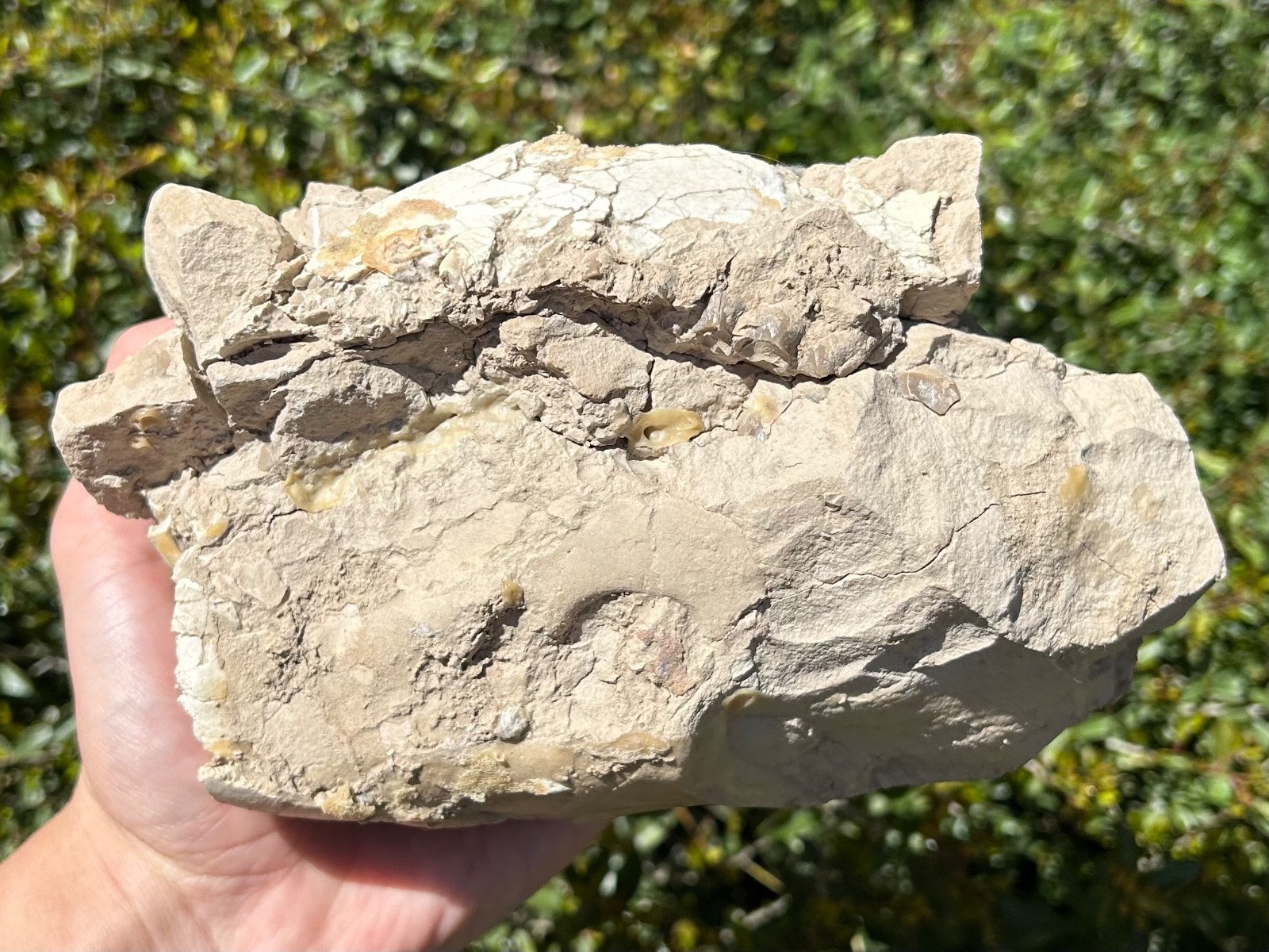 Fossil Oreodont Skull White River Oligocene Mammal Burke Formation Nebraska