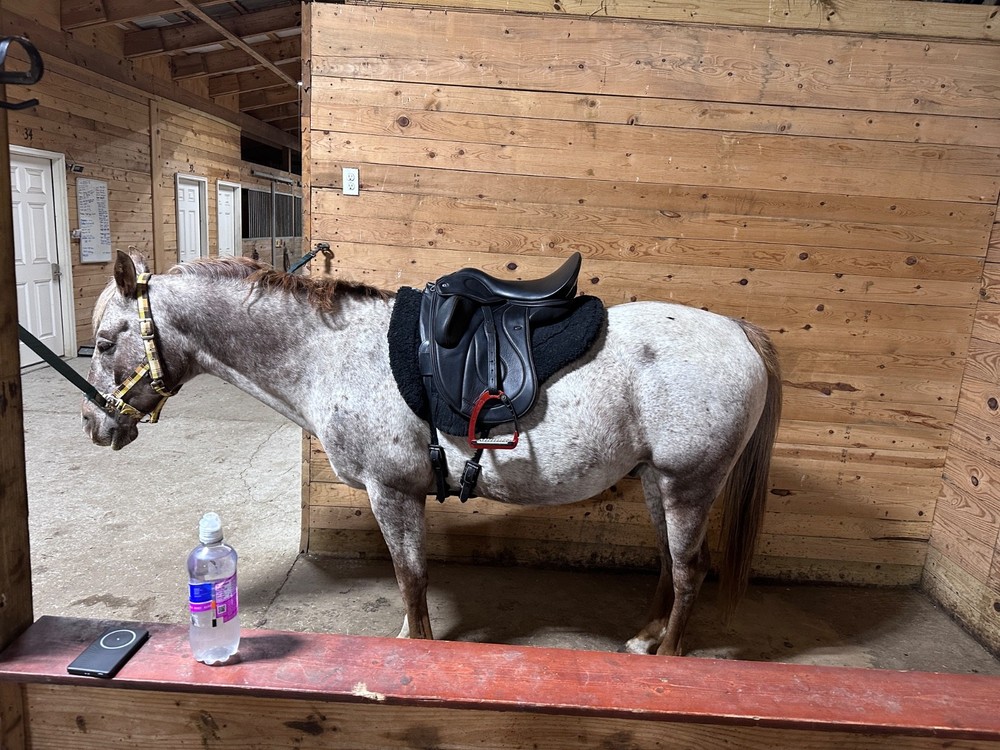 WOW dressage saddle