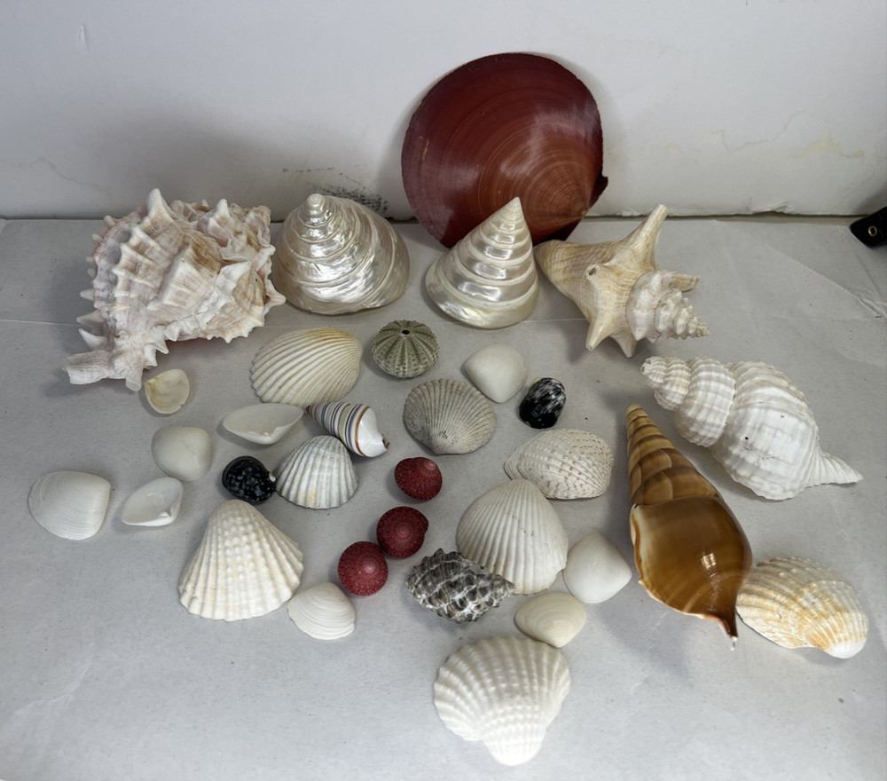 Sea Shells Shell Saltwater Variety Lot Assorted Vintage