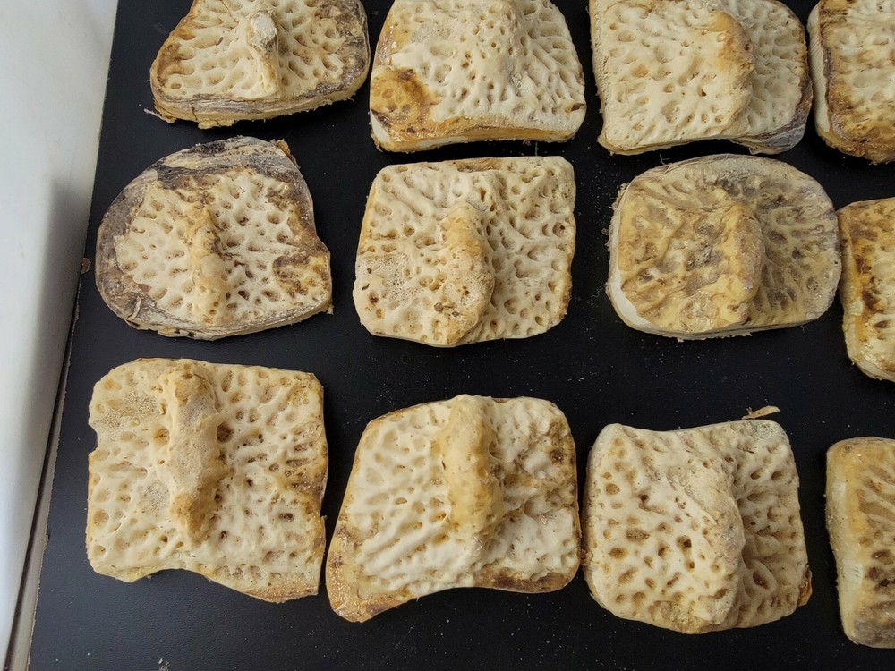 Gator Alligator Back Scute bone bones Bony scutes croc weird Osteoderms