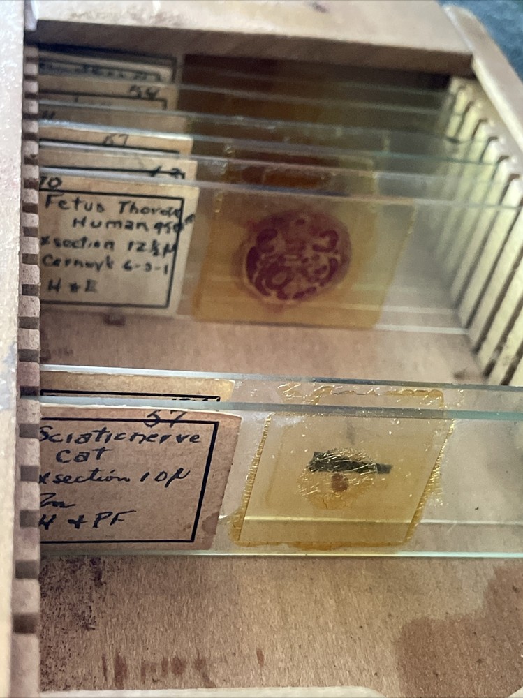 Antique Ernst Leitz Brass Microscope with Case Wetzlar Germany