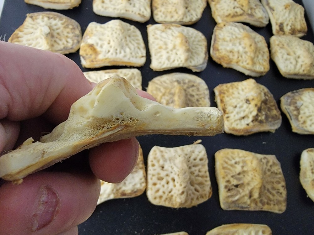 Gator Alligator Back Scute bone bones Bony scutes croc weird Osteoderms