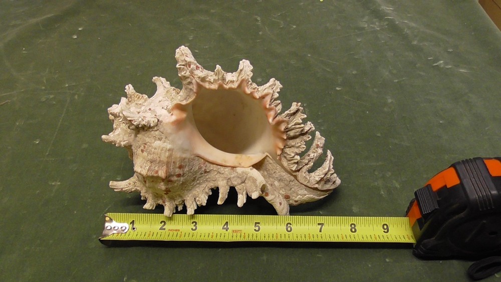 White Natural Conch Seashell Real Shell Aquarium Large