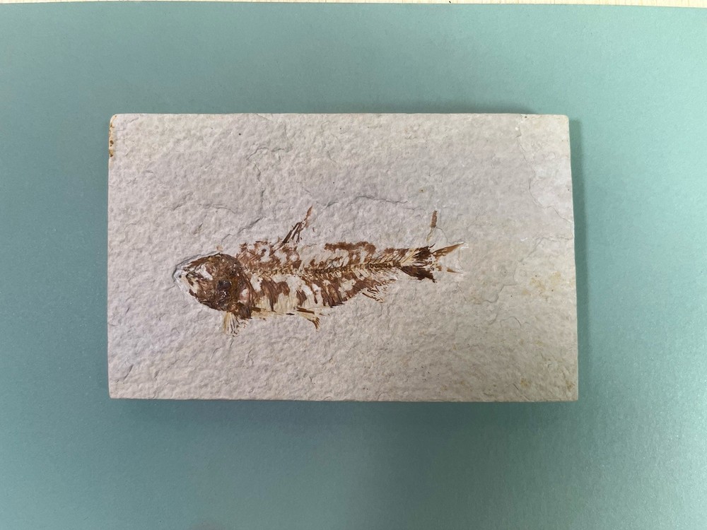 Fossilized Fish on Slab
