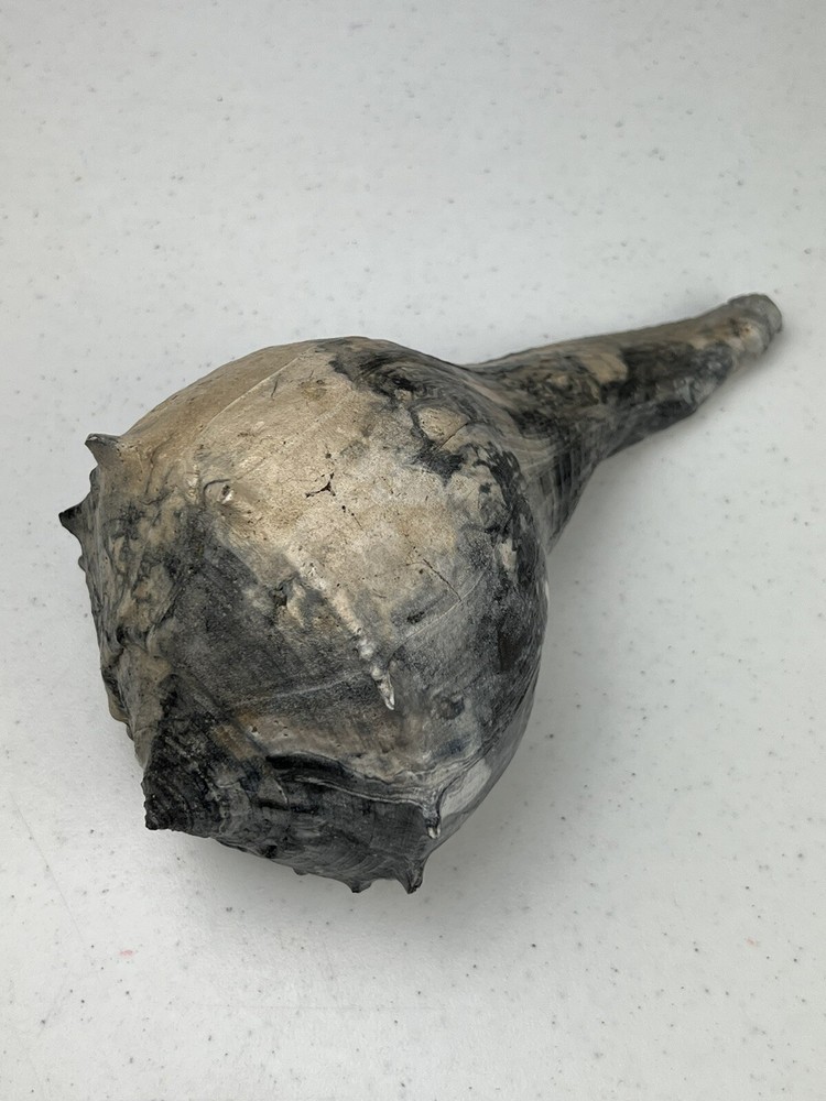 RARE Fossilized * BONE VALLEY BLUE * WHELK Shell Pliocene Era.