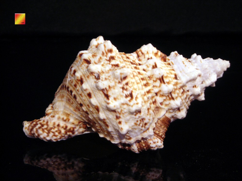 Pacific Lampas Shell Seashell 5"+ Beach Cottage Decor (Frog Bursa) Nautical