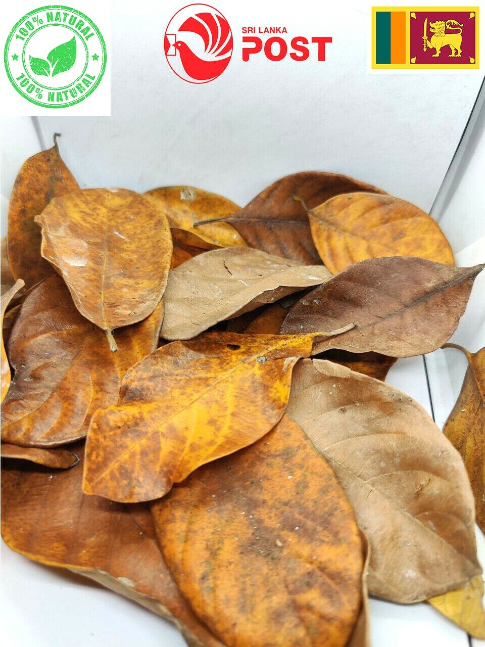 100% organic dried Jack fruit leaves Leaves Bio Film Shrimp Aquarium leaves