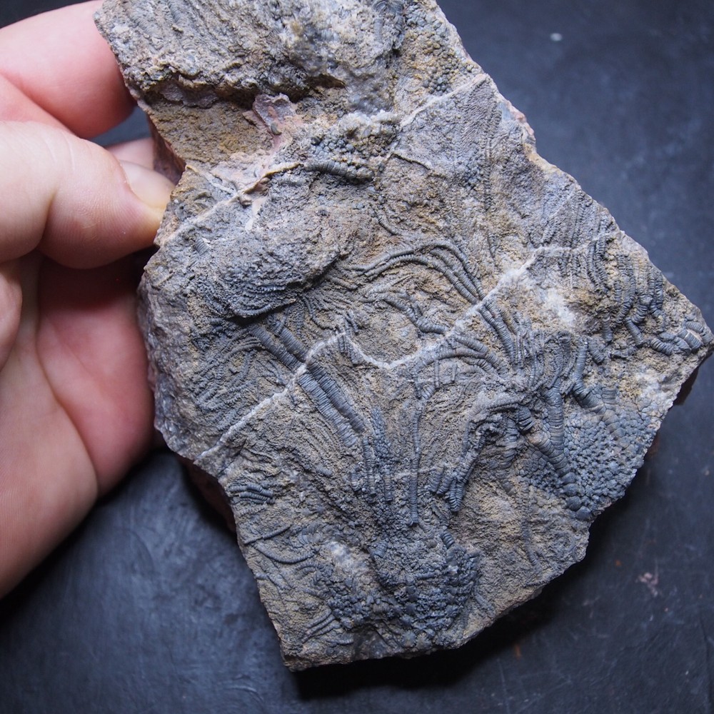 Mahoumacrinus sp. Scyphocrinites elegants Crinoid Devonian Fossil