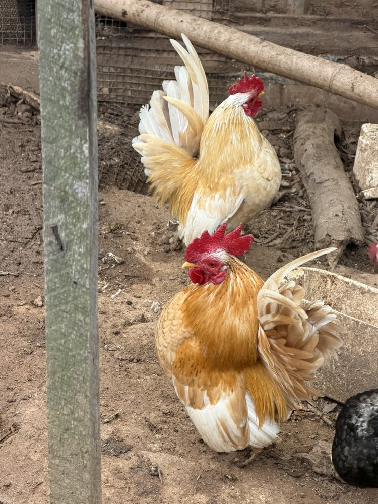 12+ 2 small Quality Serama Chicken Hatching Eggs