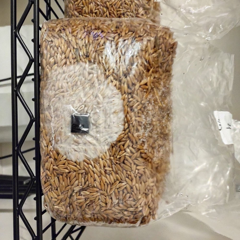 3lb Oat Grain Spawn Bag 100% Sterilized