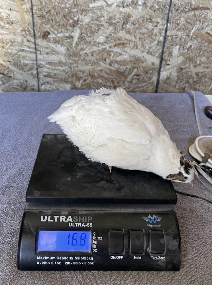 50 + Quail Hatching Eggs- Jumbo XXL White Coturnix