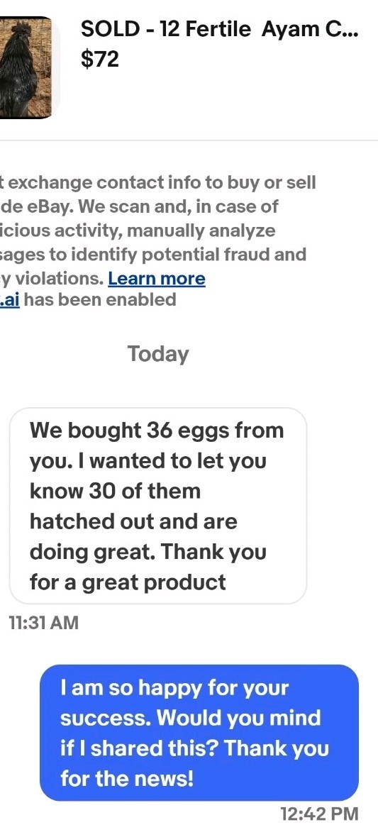 Ayam Cemani 12 Hatching Eggs – Fresh Fertile – Shipped 1–2 Days Old