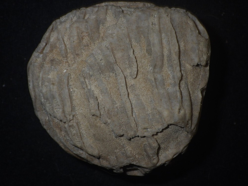 Chain Coral Halysites