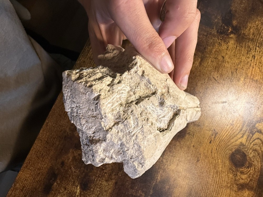Oreodont Skull! White River Formation