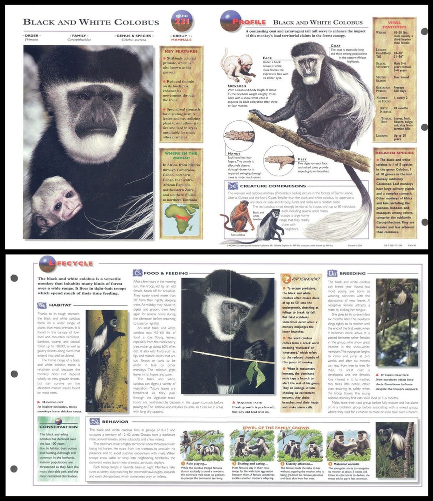 Fold-Out Sheet - Black And White Colobus - 231