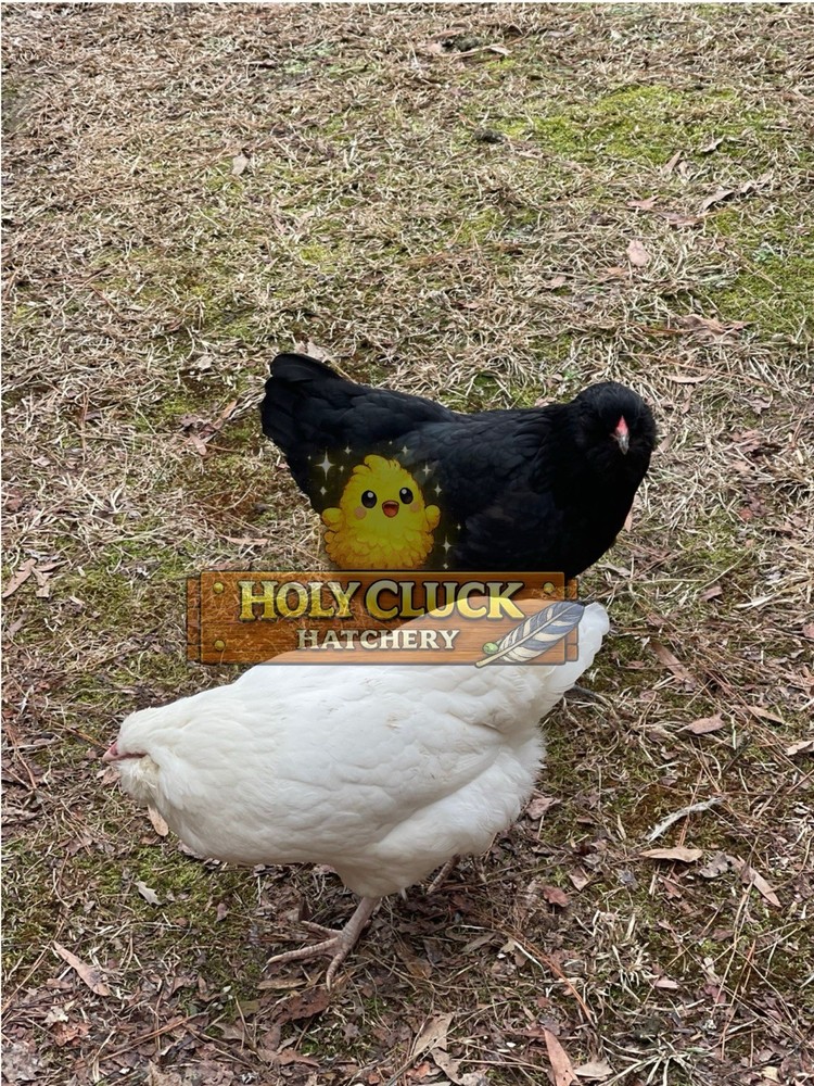 12+ Ermine Ameraucana Hatching Eggs