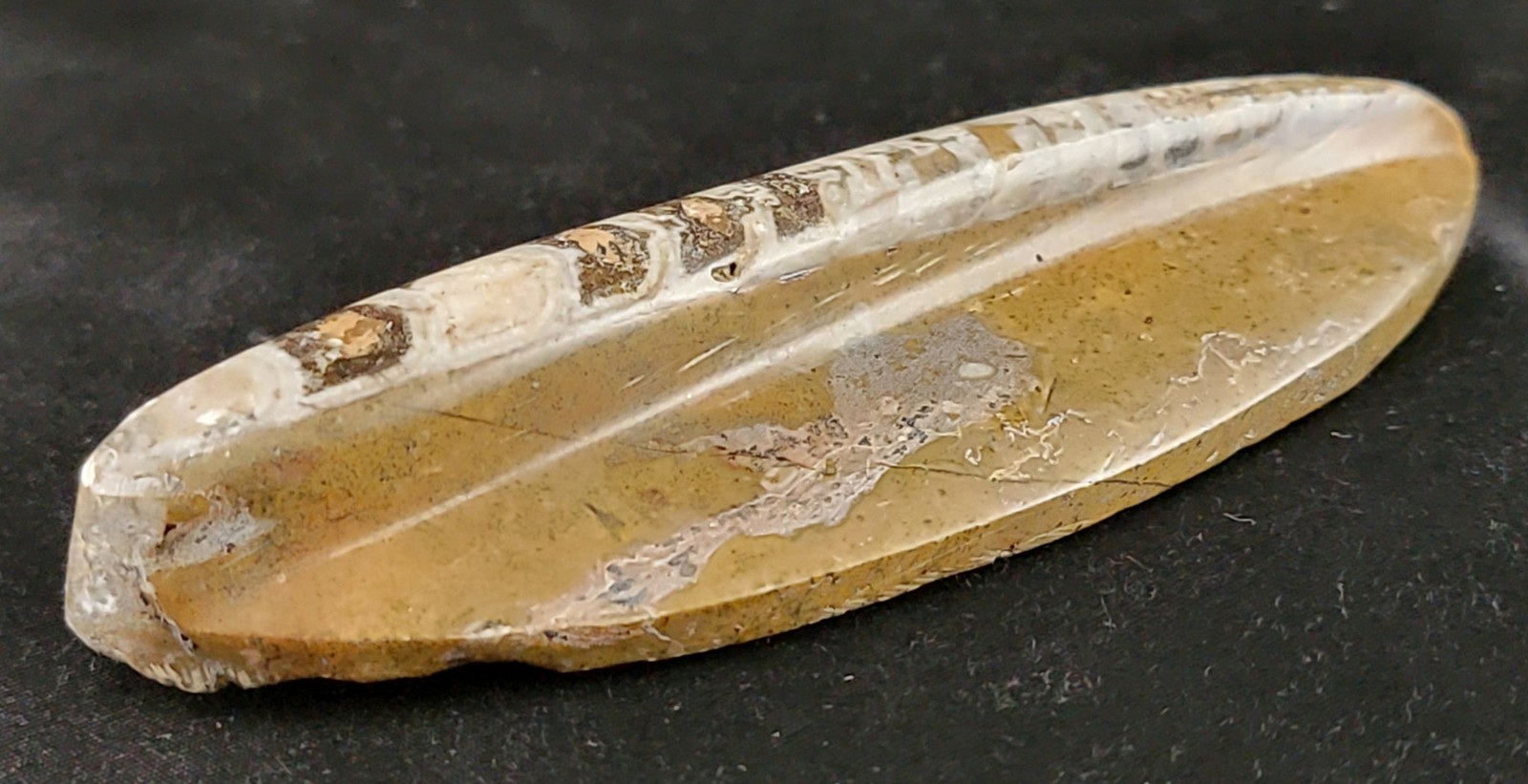 Vintage Ancient Orthoceras Squid Shell Fossil Morocco Approx 3.5" & 4.5" Lot of