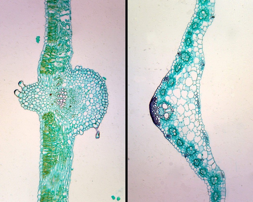 Prepared Microscope Slide Monocot and Dicot Leaf Comparison; Cross Section