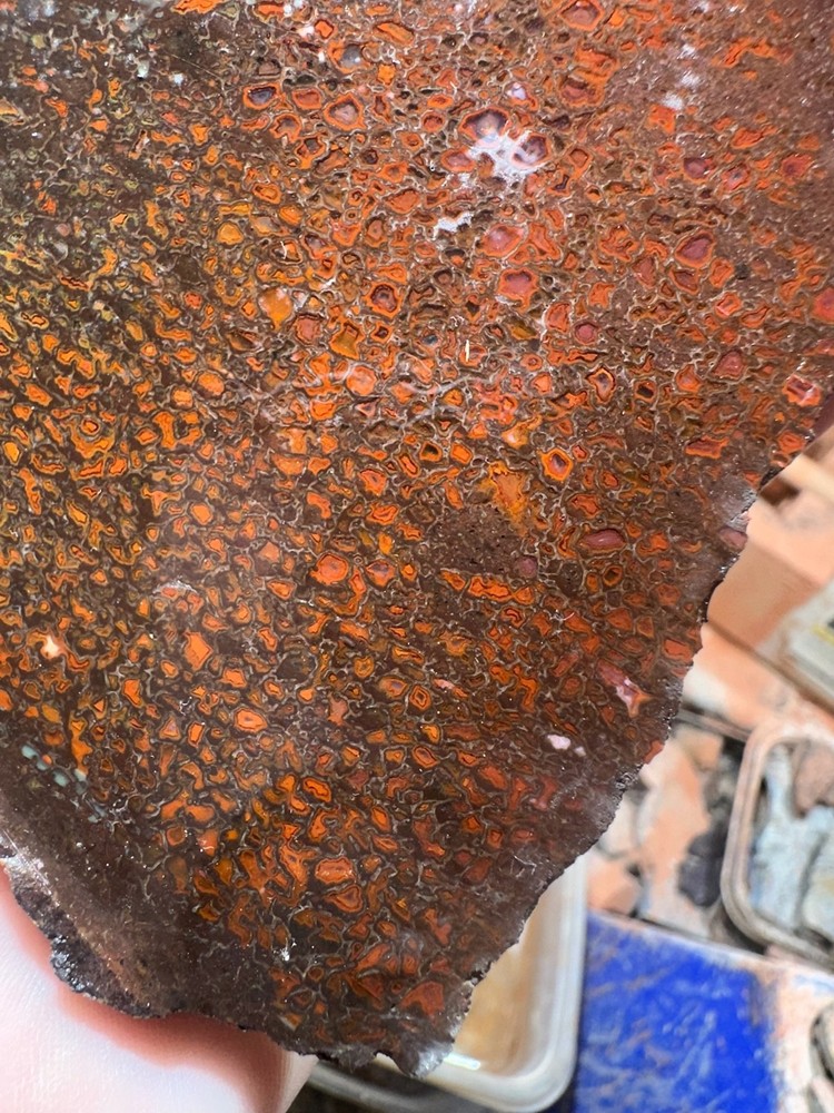 Dinosaur bone rough **hxtled slab.