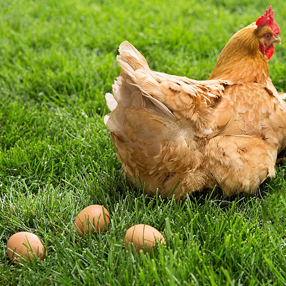 Craft Easter Eggs for Nest Wooden Eggs for Chickens