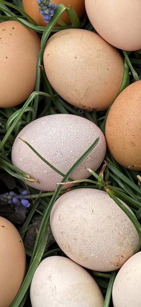 SURPRISE Mixed Chicken, Duck, Goose hatching eggs