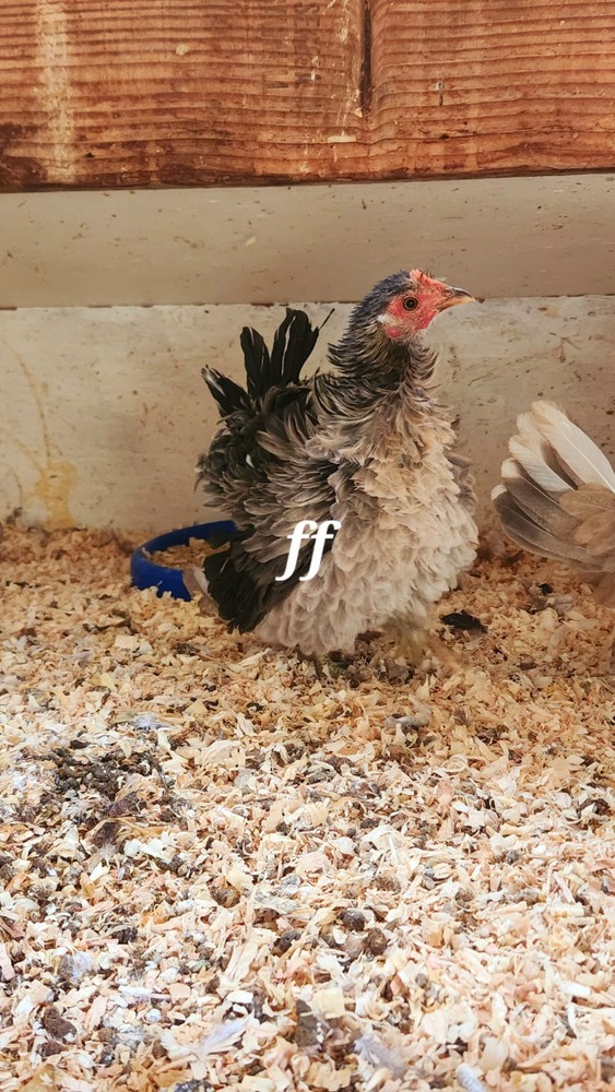 18 Serama Chicken Hatching Eggs hens choices