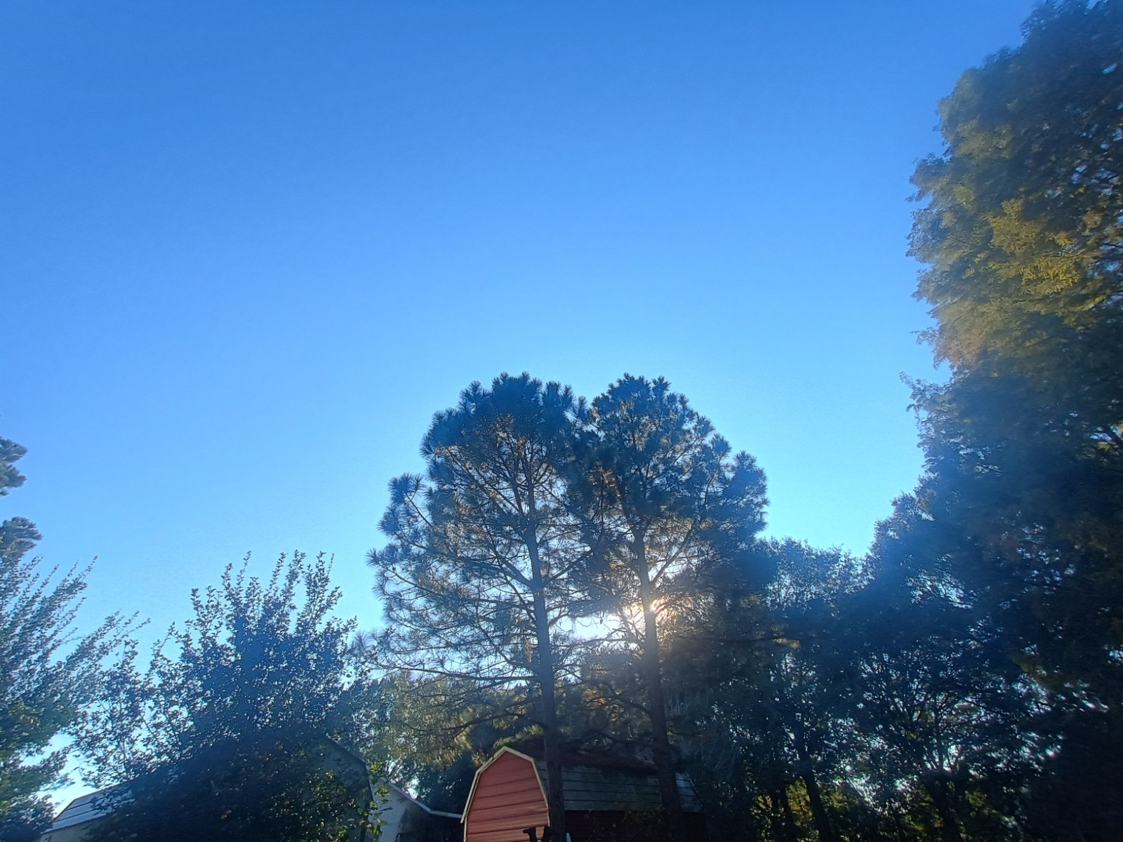 Louisiana Cajun Native LongLeaf Pine Needles 2 Pounds Garden Mulch Art Craft⚜️