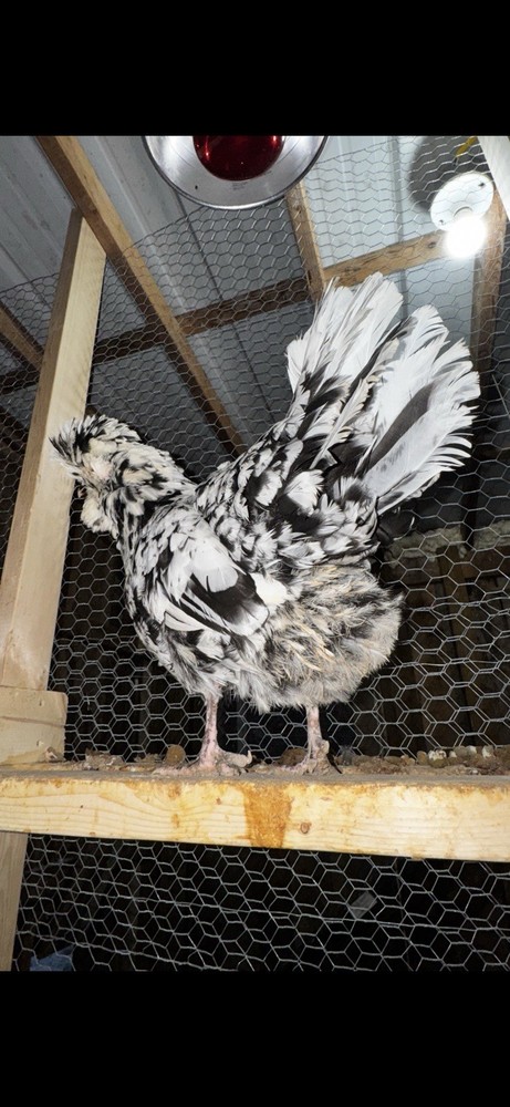 🥚 12+Extremely Rare pure bred Mottled Houdan Hatching Eggs