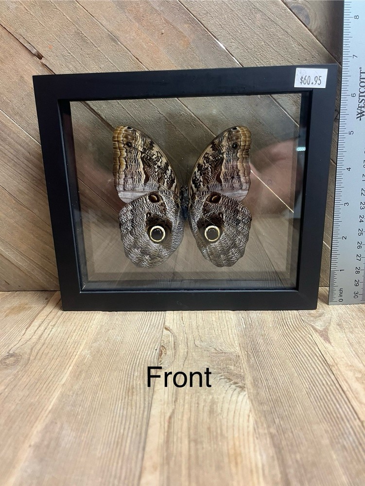 Preserved butterfly from Peru