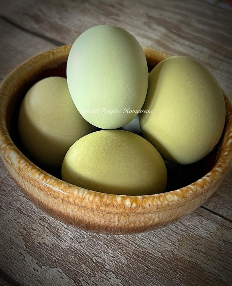 18 ++ Olive Egger Hatching Eggs