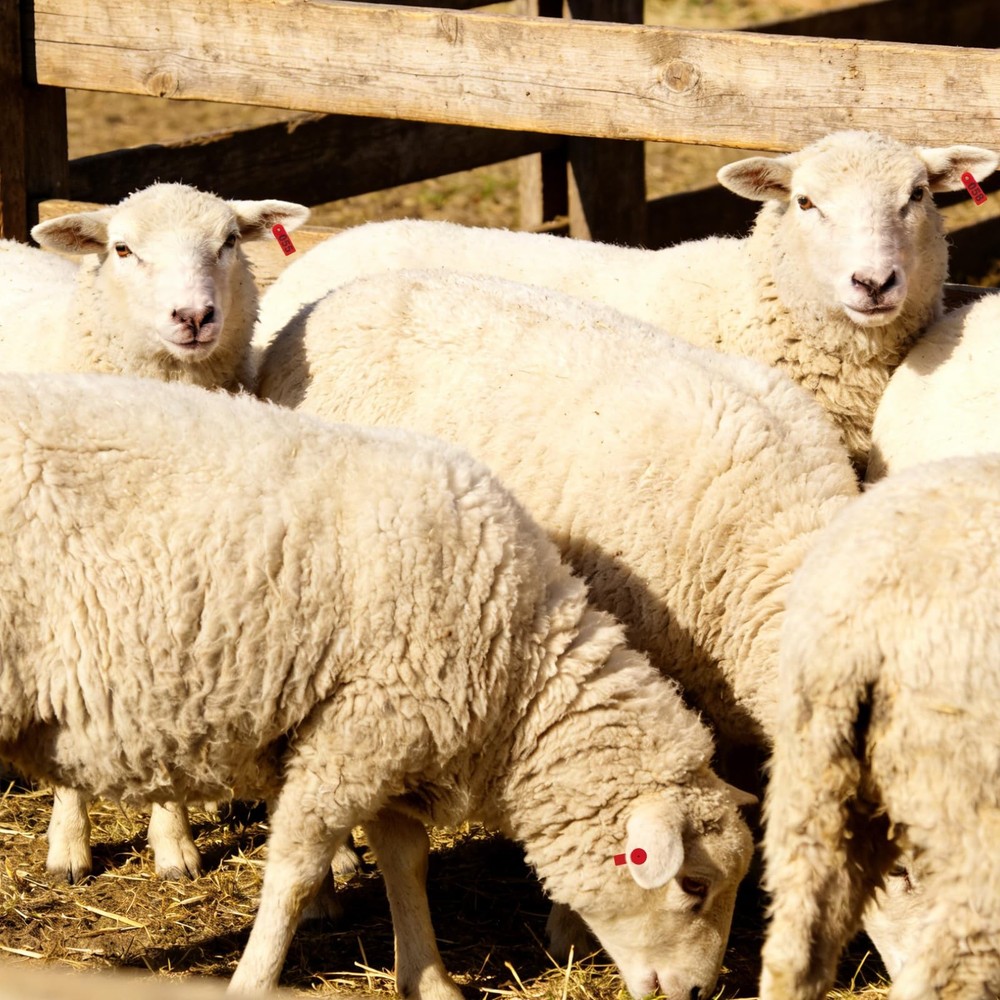 Livestock Ear Tags Numbered with Applicator Tool Kit 100pcs