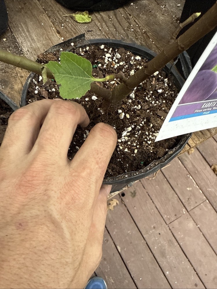 Kadota Fig tree