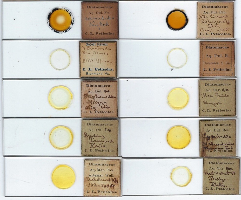 Various spp. Diatoms from Various Locations Microscope Slides by C. L. Peticolas