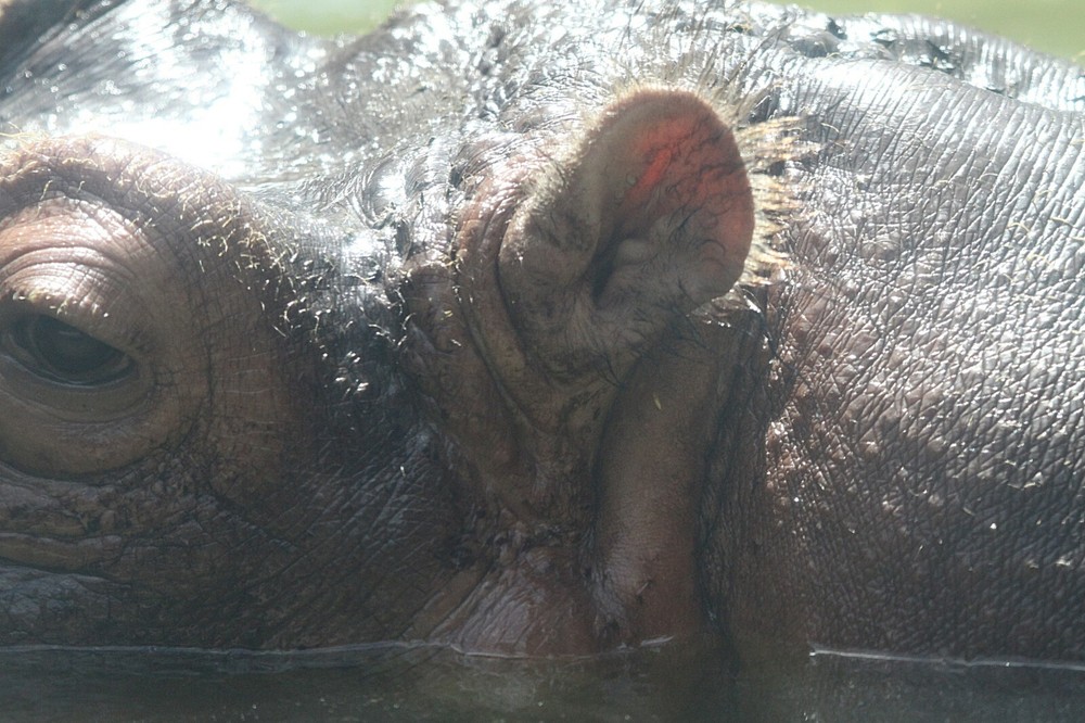 Hippopotamus Taxidermy Reference Photo Cd