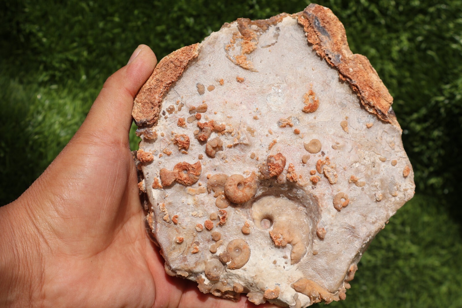 Cretaceous Douvilleiceras And Gastropods Fossil Plate From Morocco Marine Fossil