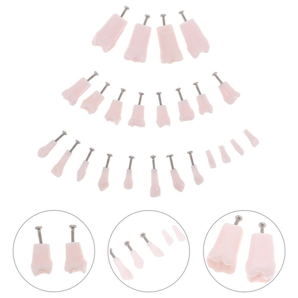 24 Pcs Dental Practice Teeth Typodont Teaching Model Removable Tooth Set