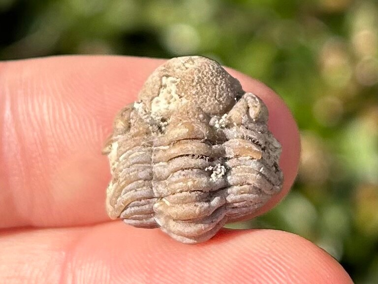 NICE Oklahoma Fossil Trilobite Paciphacops sp. Devonian Bug Bois D’Arc Formation