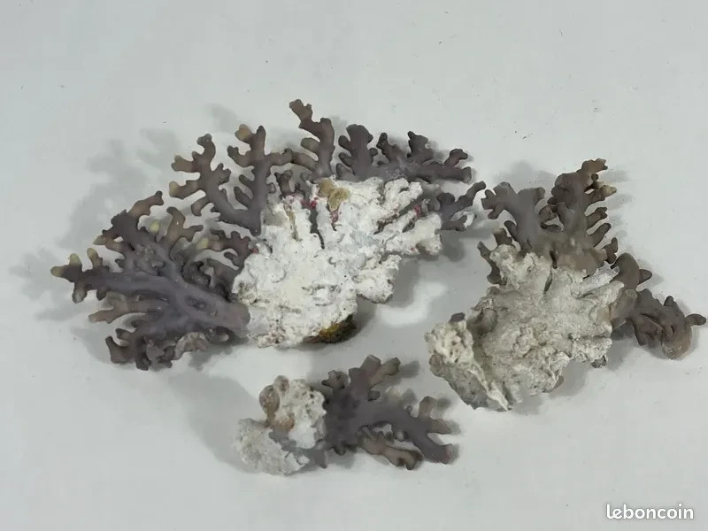 Distichopora violacea coral decoration, navy vintage da6