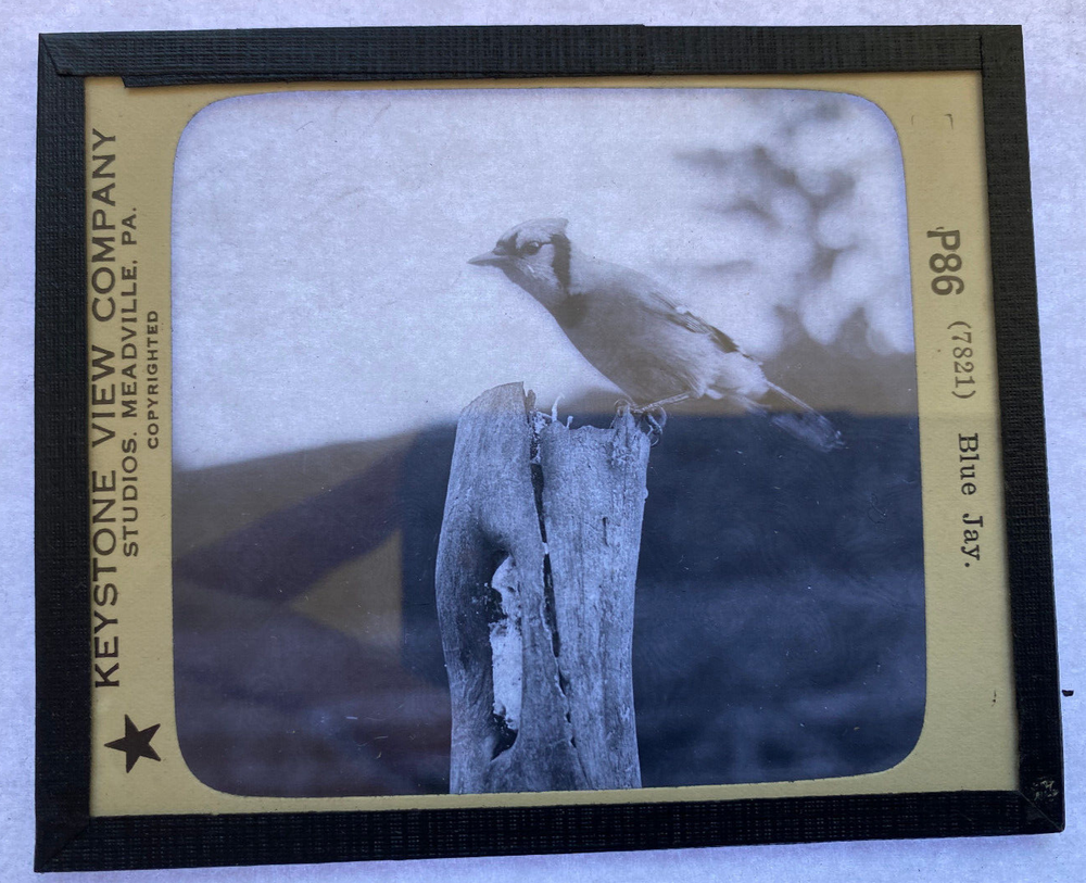 KEYSTONE MAGIC LANTERN SLIDE 86 THE BLUE JAY 1920s
