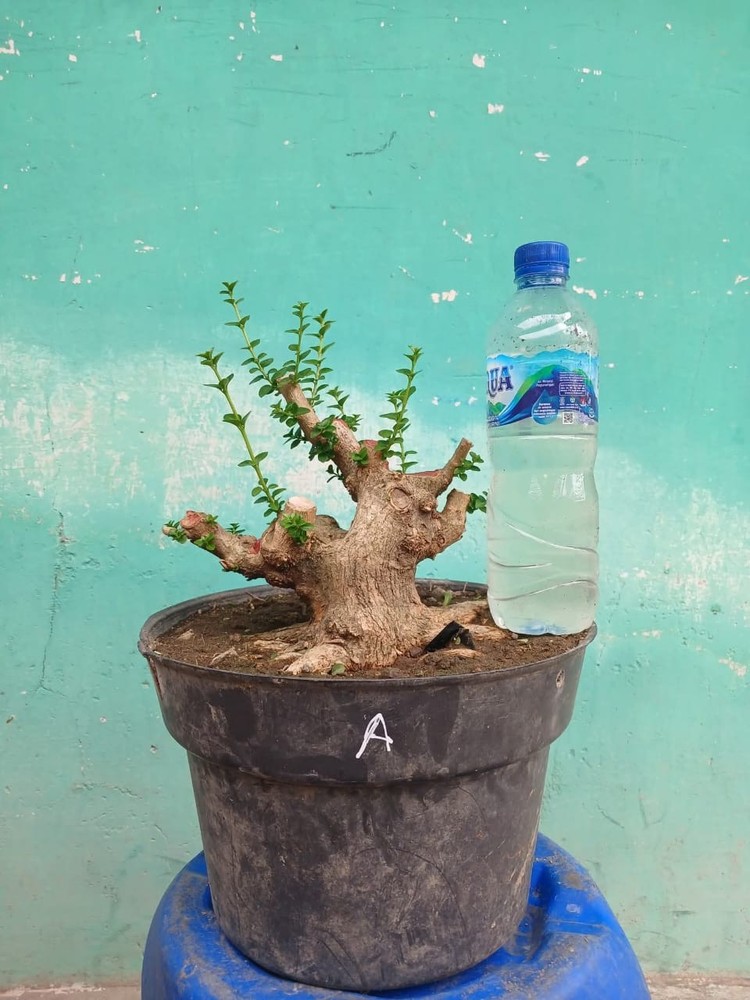code 007  ✅ BONSAI materials PREMNA MICROPHYLLA || SMALL  (REAL PICT)