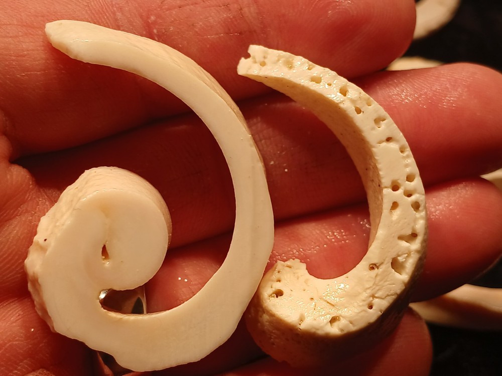 Shell Spiral Slices Lot
