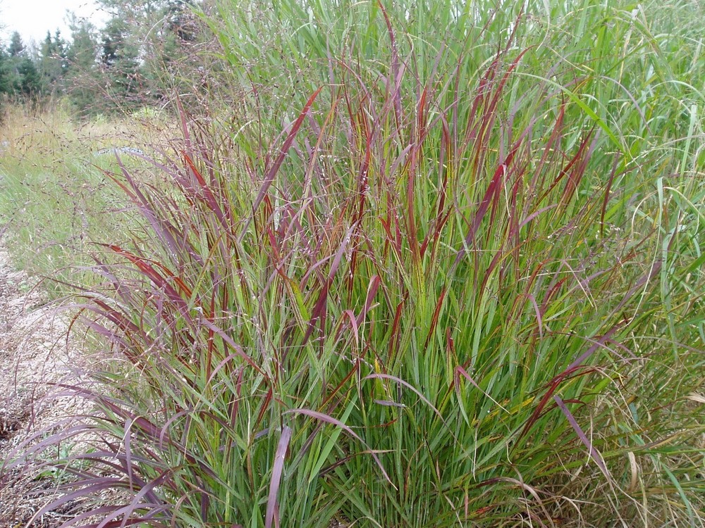 Panicum virgatum Shenandoah RED SWITCHGRASS Seeds!