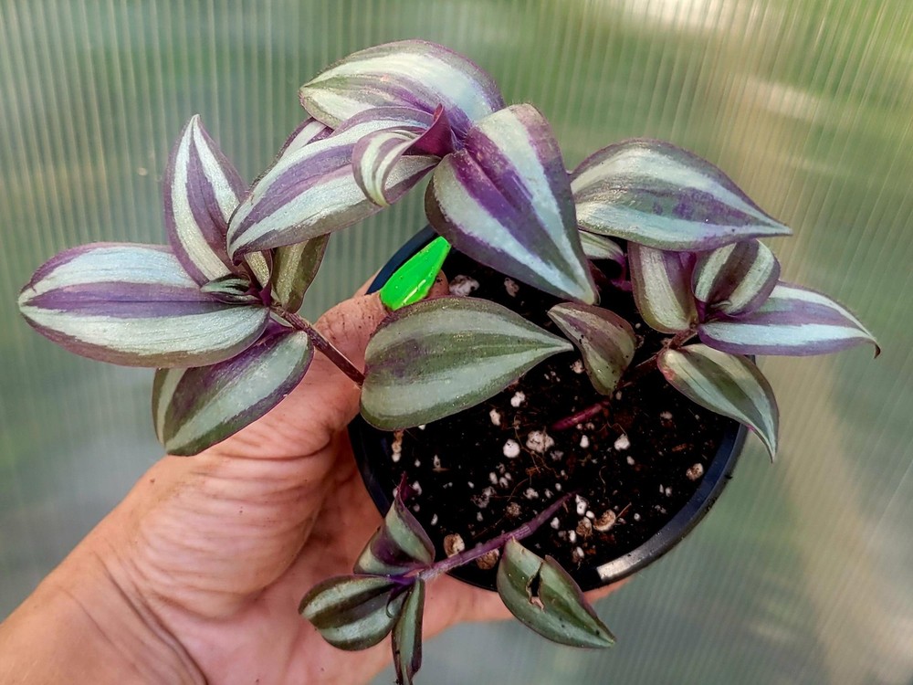 Variegated Tradescantia Zebrina Cutting (Bareroot Start)