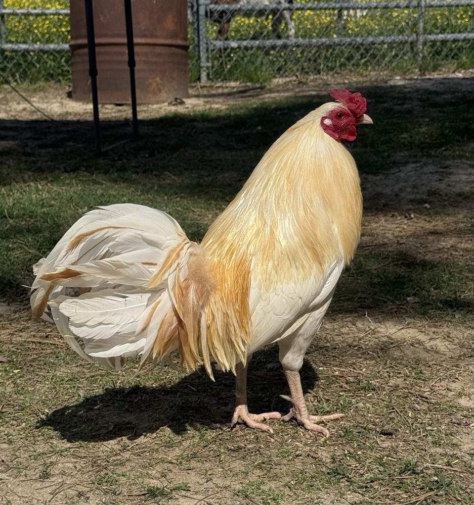 chicken hatching egg