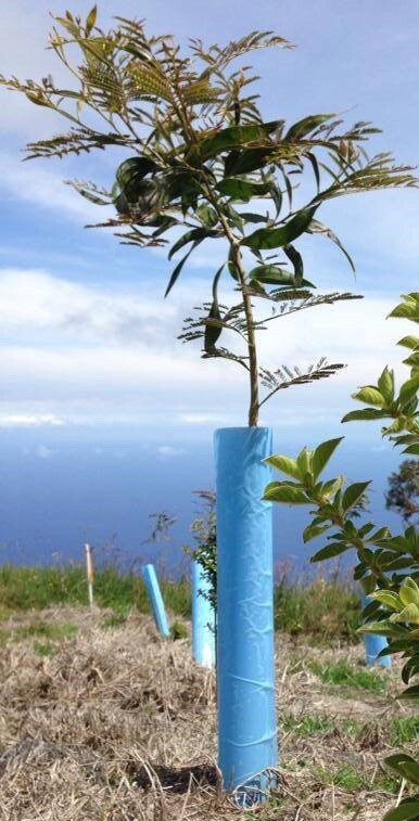 Blue-X Grow Tubes, 24” Grow Tube Box Of 50