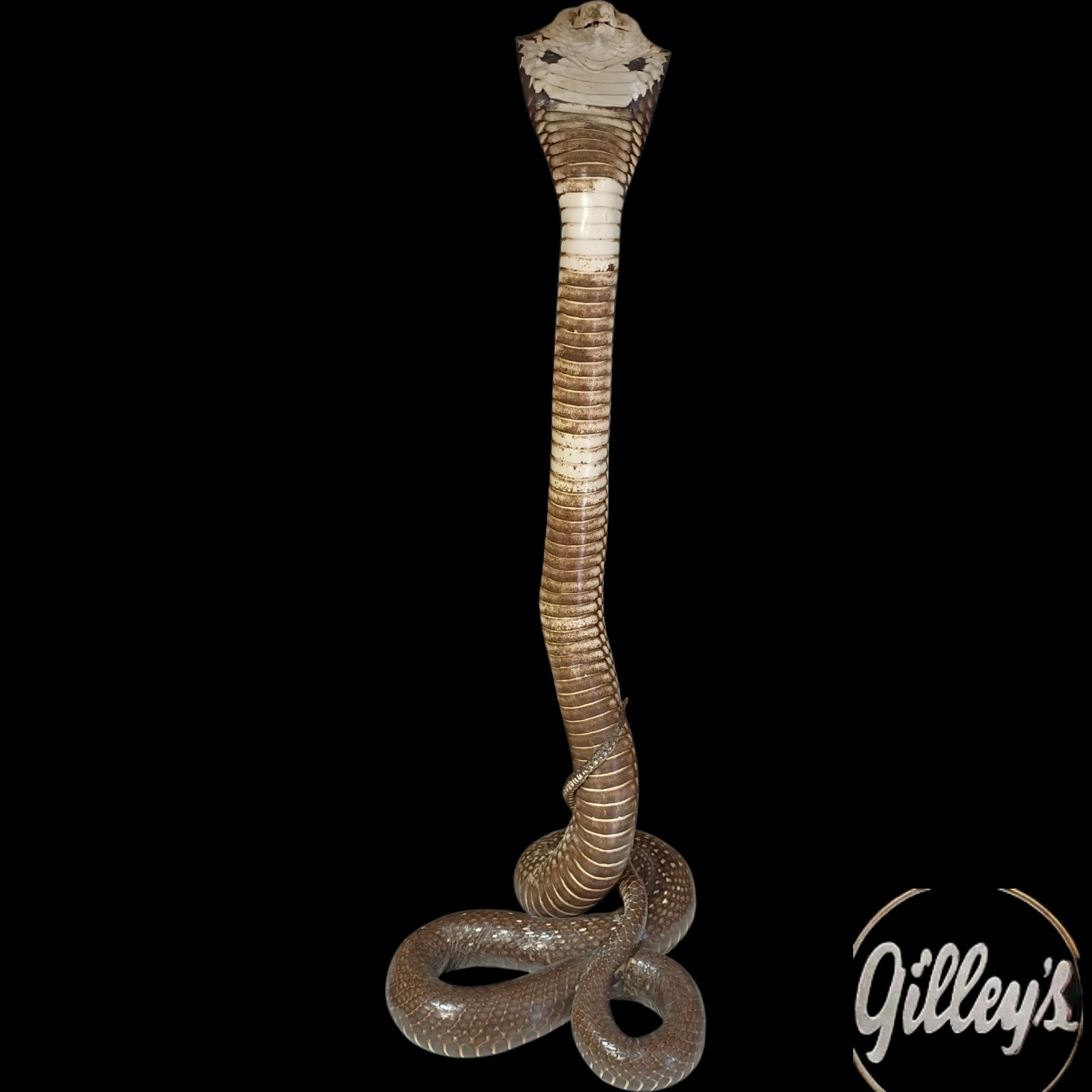 19" Strike Position Cobra Snake Taxidermy Reptile Mount Vintage Southeast Asia